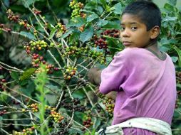 De los 170 mil cafetaleros, unos 35 mil se producen con sistemas orgánicos. ARCHIVO  /