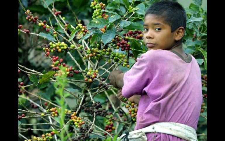 De los 170 mil cafetaleros, unos 35 mil se producen con sistemas orgánicos. ARCHIVO  /