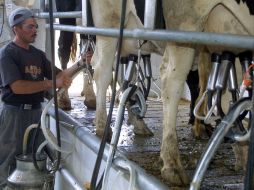 El Estado de Jalisco aporta casi 20% de la leche que se produce en el país. ARCHIVO  /