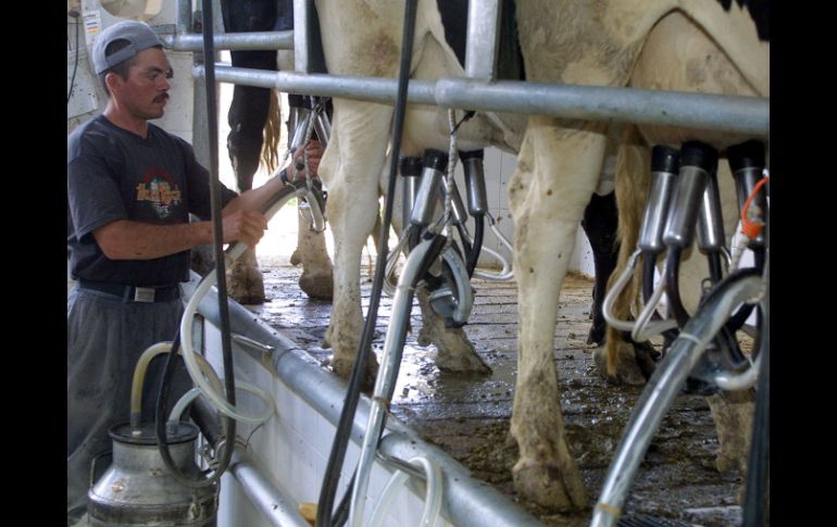 El Estado de Jalisco aporta casi 20% de la leche que se produce en el país. ARCHIVO  /