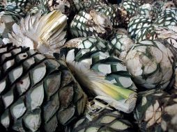 Agricultores son conscientes de una estrategia ante el disparo de las enfermedades de la materia prima del tequila. S. NÚÑEZ.  /