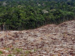 Brasil emprendió batalla legal contra 200 madereras acusadas tala y exportación ilegal de tres millones de árboles de la Amazonía. EFE  /