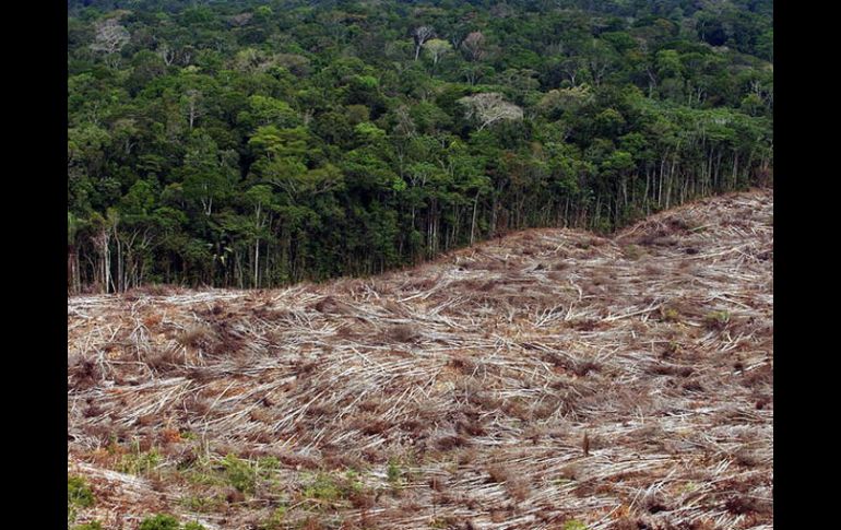 Brasil emprendió batalla legal contra 200 madereras acusadas tala y exportación ilegal de tres millones de árboles de la Amazonía. EFE  /