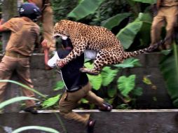 El leopardo ataca a un guardabosques, el cual resultó lesionado. AP  /