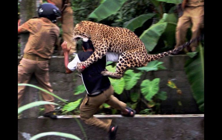 El leopardo ataca a un guardabosques, el cual resultó lesionado. AP  /