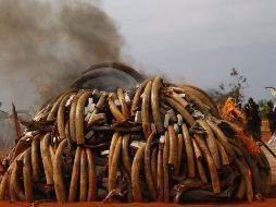 Las toneladas de colmillos fueron quemados en el Parque Nacional de Tsavo, al oeste de Kenia. EFE  /