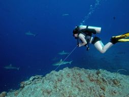 Buceador en busca de cinco tiburones de arrecife en la costa de la isla nación del Pacífico de Palau. AFP  /