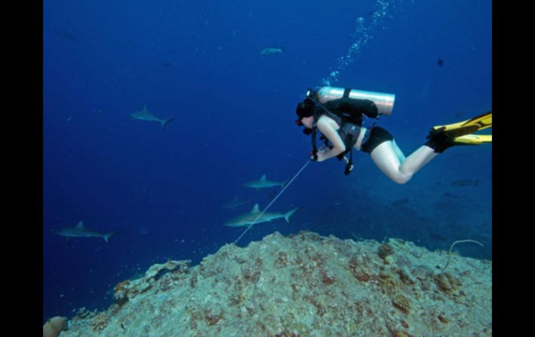 Buceador en busca de cinco tiburones de arrecife en la costa de la isla nación del Pacífico de Palau. AFP  /