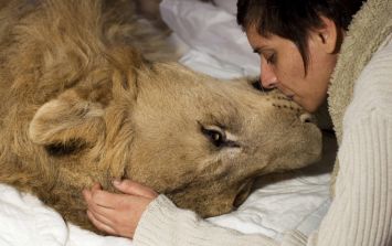 Dos leones enfermos asaltan las redes sociales en busca de solidaridad | El  Informador