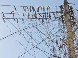 Jalisco se encuentra ubicado en la tercera con el mayor número de usos ilícitos de energía eléctrica. S. NÚÑEZ.  /