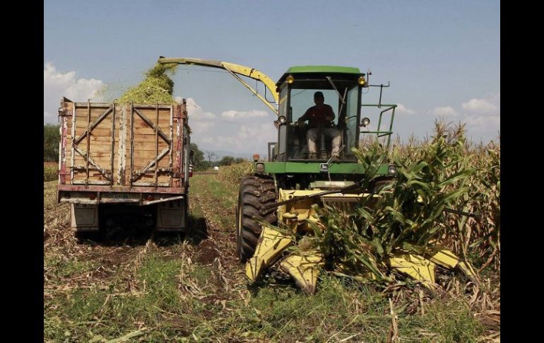 Las lluvias han beneficiado la actividad en el campo, sobre todo en la Zona Altos Norte, que padeció problemas de sequía. E. PACHECO.  /