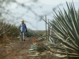 En la ciudad de Tequila, el CRT ya presentó una denuncia contra 140 establecimientos de productos adulterados. ARCHIVO.  /