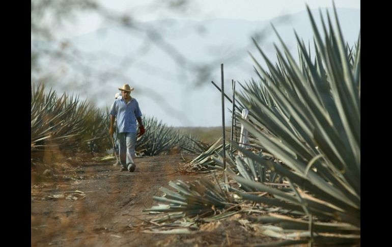 En la ciudad de Tequila, el CRT ya presentó una denuncia contra 140 establecimientos de productos adulterados. ARCHIVO.  /