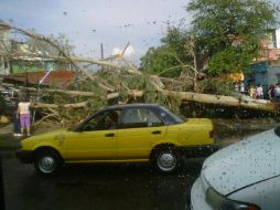 La tormenta de ayer también dejó varios árboles caídos en la Zona Sur de la ciudad. ESPECIAL  /