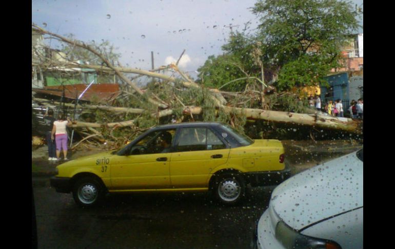 La tormenta de ayer también dejó varios árboles caídos en la Zona Sur de la ciudad. ESPECIAL  /