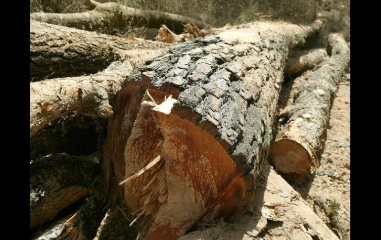 Indonesia pierde 64 millones de hectáreas de bosque durante los últimos 50 años, aunque la deforestación ha disminuido. ARCHIVO  /