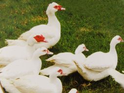 Un palmípedo Muscovy completo, fresco, llega a costar hasta 115 pesos el kilogramo. ESPECIAL.  /