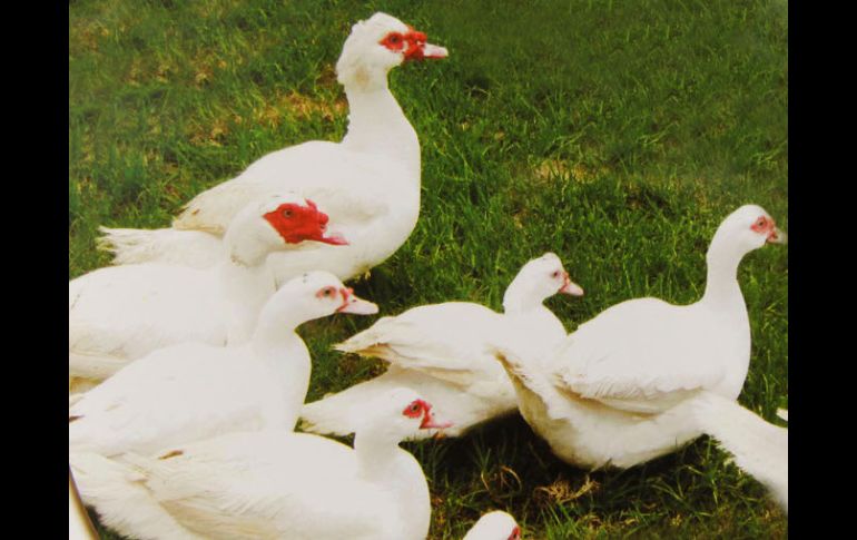 Un palmípedo Muscovy completo, fresco, llega a costar hasta 115 pesos el kilogramo. ESPECIAL.  /