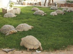 La tortuga terrestre se encuentra en grave peligro de desaparición en este país desértico. EFE  /