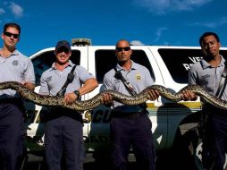 Miembros del Departamento de Bomberos del condado de Miami-Dade posando con la serpiente. EFE  /