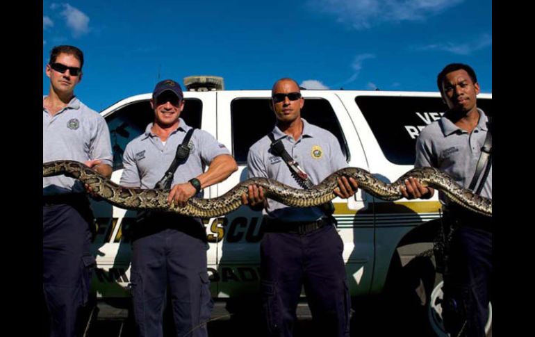 Miembros del Departamento de Bomberos del condado de Miami-Dade posando con la serpiente. EFE  /