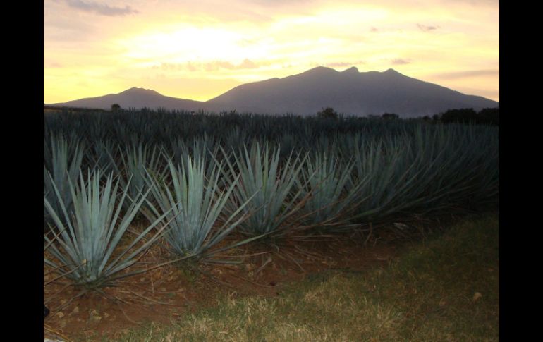 Entre las especies florales destacan agave, yuca y maguey.  /