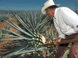 Para la Ruta del Tequila se tienen 13 paquetes turísticos en la oferta de promoción del destino. ARCHIVO  /