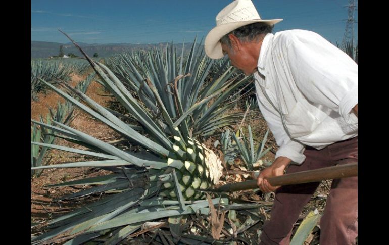 Para la Ruta del Tequila se tienen 13 paquetes turísticos en la oferta de promoción del destino. ARCHIVO  /