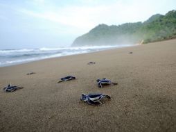 El tinglar se encuentra amenazada de acuerdo a la Ley Federal de Especies en Peligro de Extinción. ESPECIAL  /