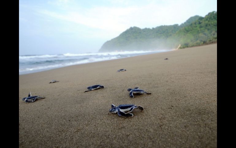 El tinglar se encuentra amenazada de acuerdo a la Ley Federal de Especies en Peligro de Extinción. ESPECIAL  /