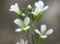 Las estomas de las hojas de las plantas se abren para absorber el dióxido de carbono. EFE  /