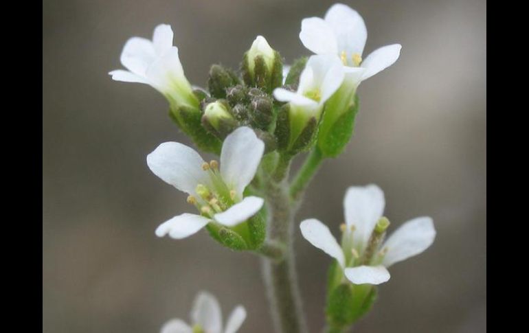 Las estomas de las hojas de las plantas se abren para absorber el dióxido de carbono. EFE  /