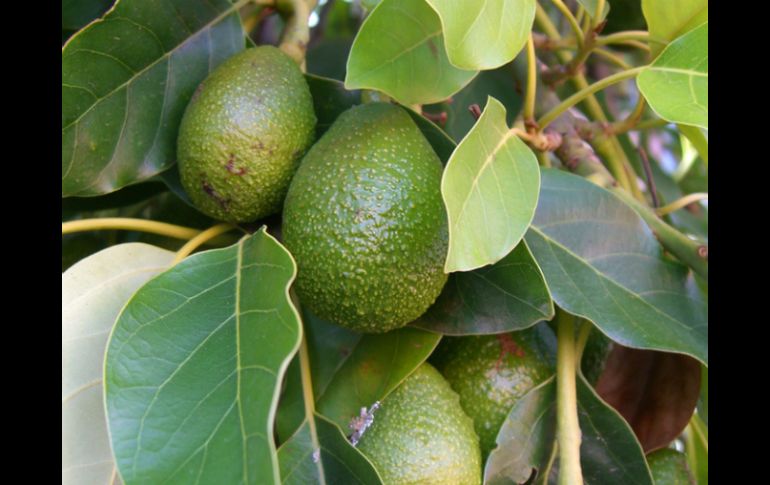 El genoma del aguacate permitirá obtener importante información de cómo se forman los frutos. ID  /