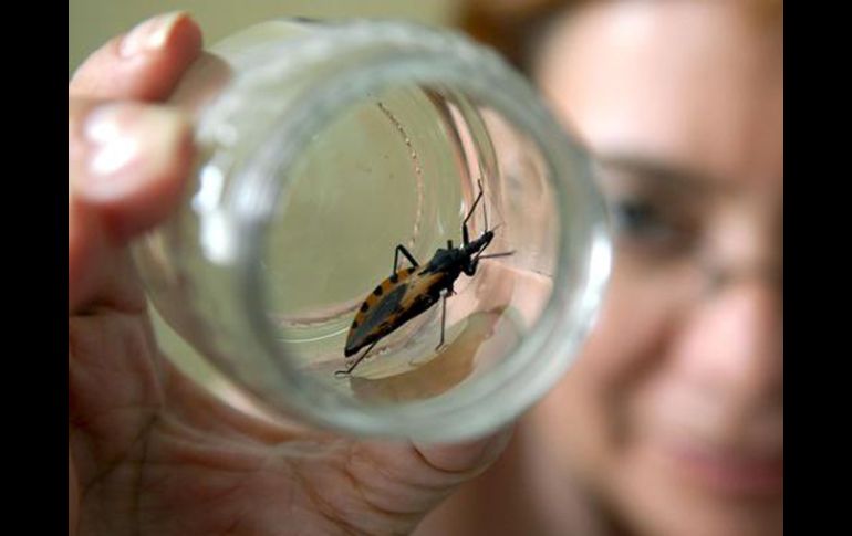 La especie 'polytoxus siculus' fue encontrada en  el Delta del Llobregat . EFE  /