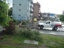 El árbol se desprendió de su base y cayó sobre la Calzada Independencia casi al cruce con Mesa del Norte. S. RODRÍGUEZ  /