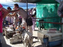 Vista de uno de los puestos de 'El Baratillo', donde se ofertan animales domésticos. ARCHIVO  /