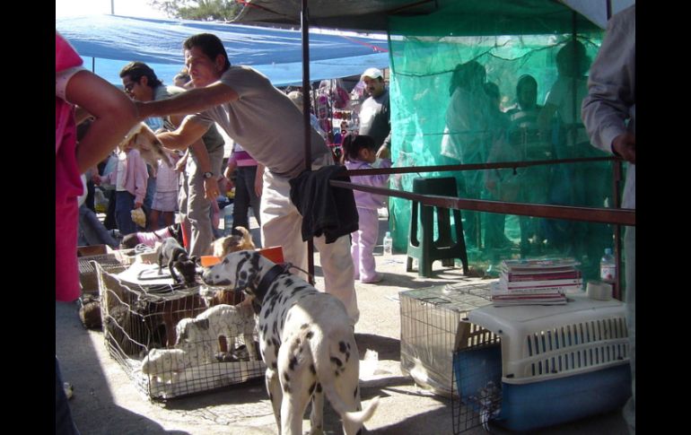 Vista de uno de los puestos de 'El Baratillo', donde se ofertan animales domésticos. ARCHIVO  /