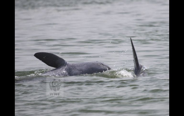 Fotografía facilitada por la WWF que muestra a dos ejemplares de delfín de Irrawaddy. EFE  /