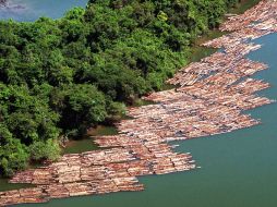 La situación de estos bosques era alarmante, sin embargo, Perú realizó acciones acertivas en tiempo récord. ARCHIVO  /