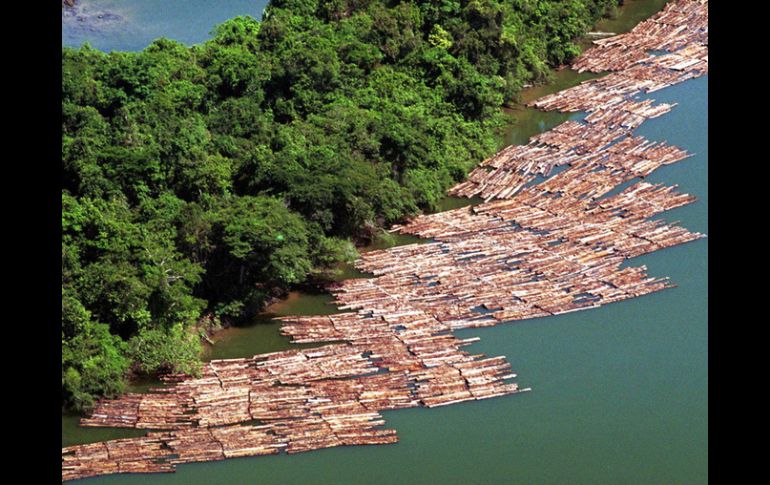 La situación de estos bosques era alarmante, sin embargo, Perú realizó acciones acertivas en tiempo récord. ARCHIVO  /