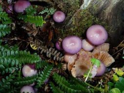 Las setas convierten los bosques en lugares de ensueño para los amantes de los hongos. EFE  /