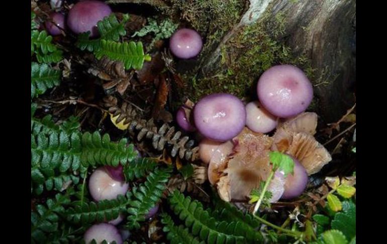 Las setas convierten los bosques en lugares de ensueño para los amantes de los hongos. EFE  /