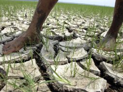 Brasil afirmó en 2005 que el calentamiento de las aguas del océano Atlántico causó una intensa sequía. EFE  /