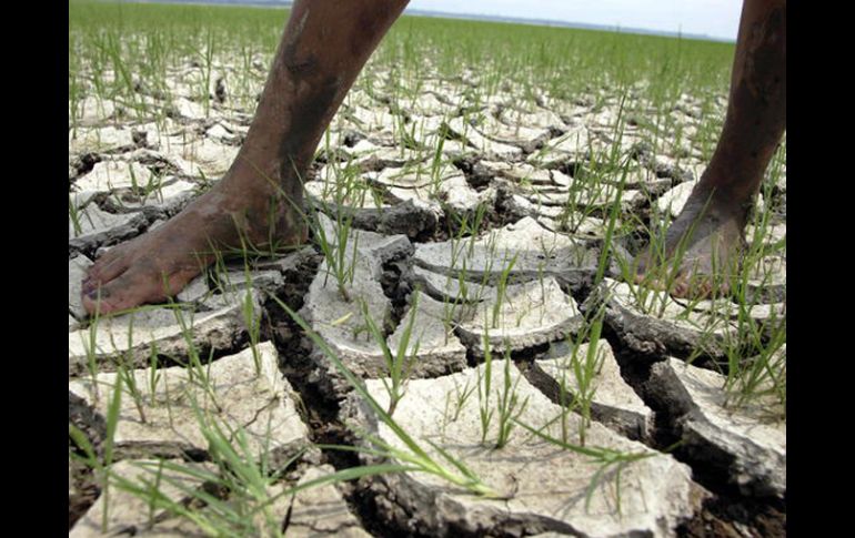 Brasil afirmó en 2005 que el calentamiento de las aguas del océano Atlántico causó una intensa sequía. EFE  /