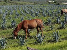 La Ruta del Tequila fue lanzada formalmente hace cinco años. ARCHIVO.  /