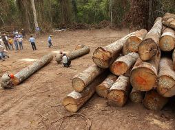 Se aplica un plan de uso sostenible de la madera. EFE  /