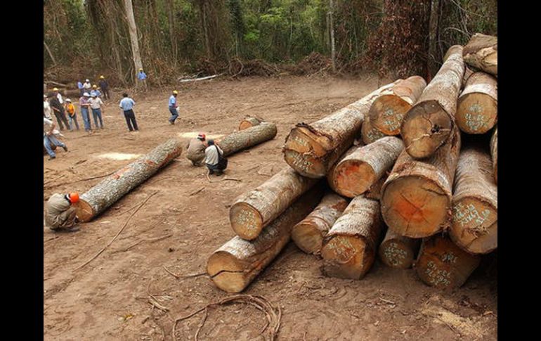 Se aplica un plan de uso sostenible de la madera. EFE  /