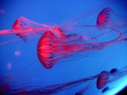 Varias medusas crisaora en uno de los tanques del Acuario Oceanográfico de Hong Kong (China). EFE  /