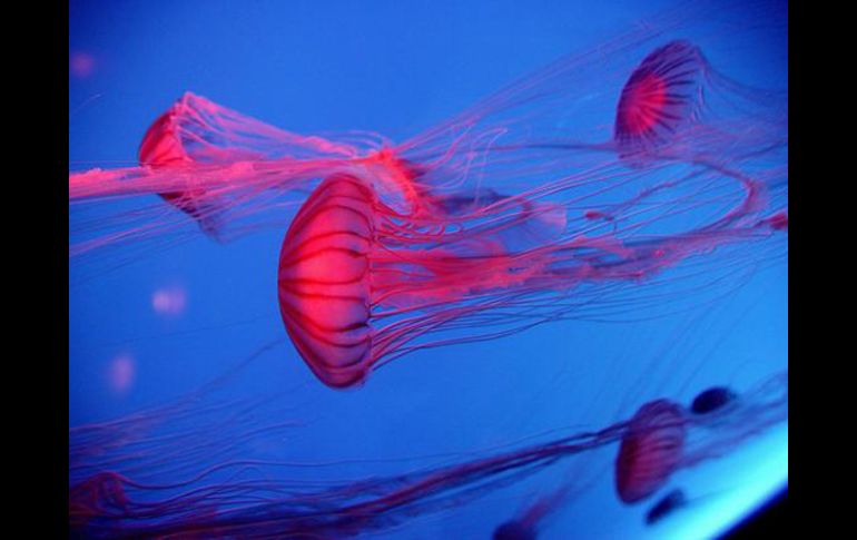 Varias medusas crisaora en uno de los tanques del Acuario Oceanográfico de Hong Kong (China). EFE  /