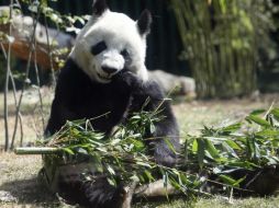 Excremento de osos pandas contiene bacterias que aceleran el proceso de obtención de biocombustibles. ARCHIVO  /